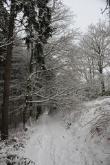 Trampelpfad am Waldesrand