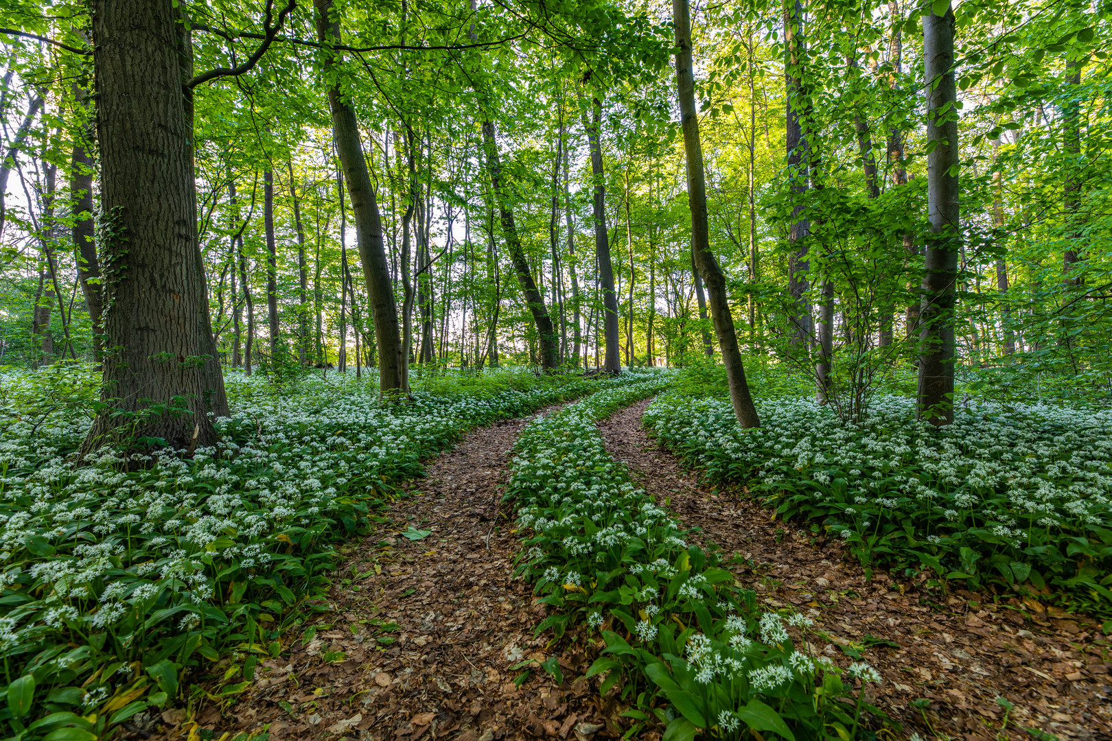 Trampelpfad im Auenwald