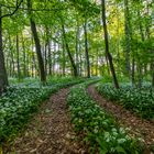 Trampelpfad im Auenwald