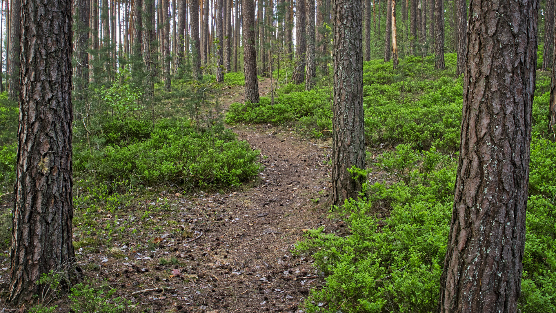 Trampelpfad im Wald