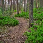 Trampelpfad im Wald