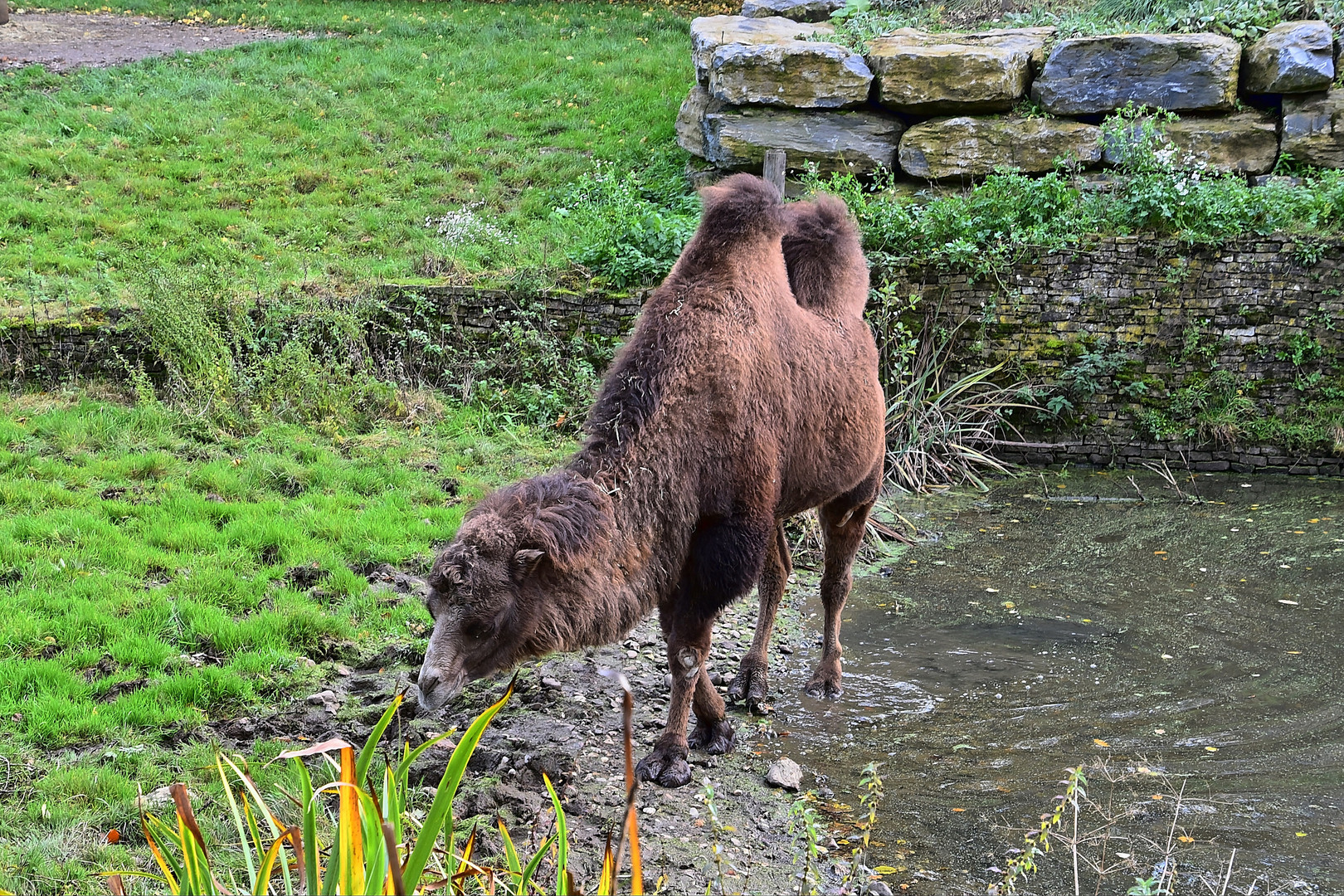 Trampeltier (Camelus ferus)