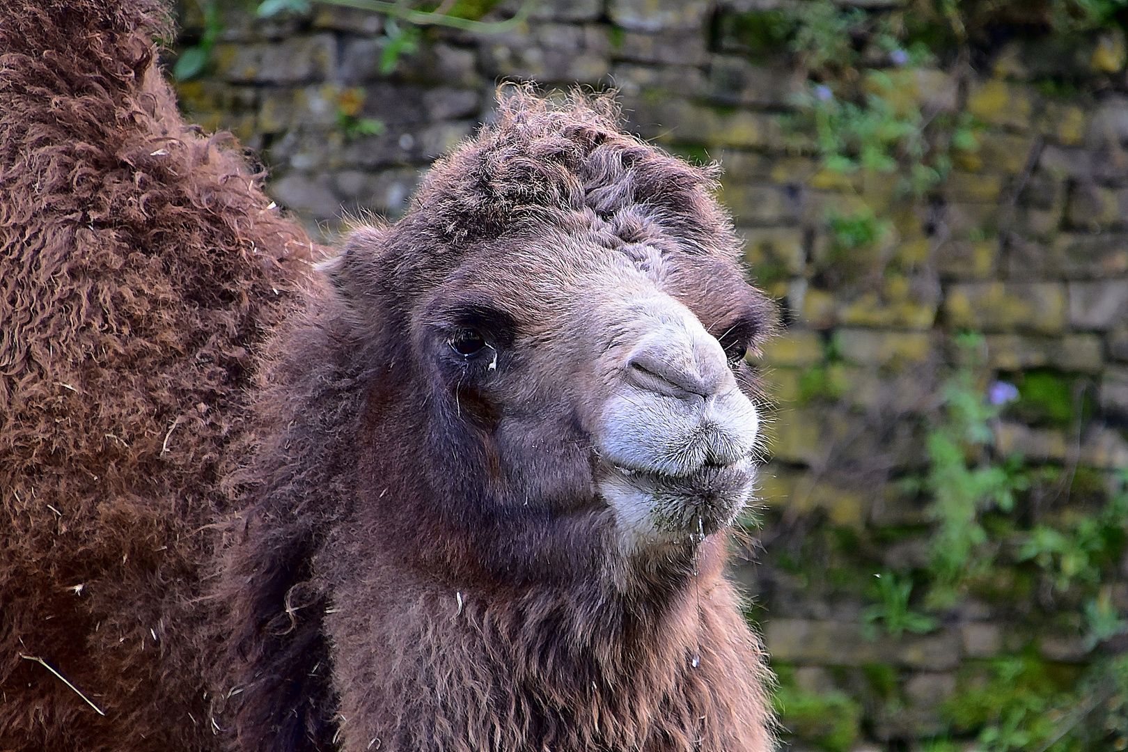 Trampeltier (Camelus ferus)