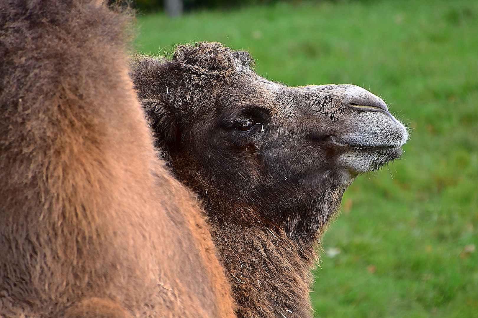 Trampeltier (Camelus ferus) 