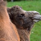 Trampeltier (Camelus ferus) 