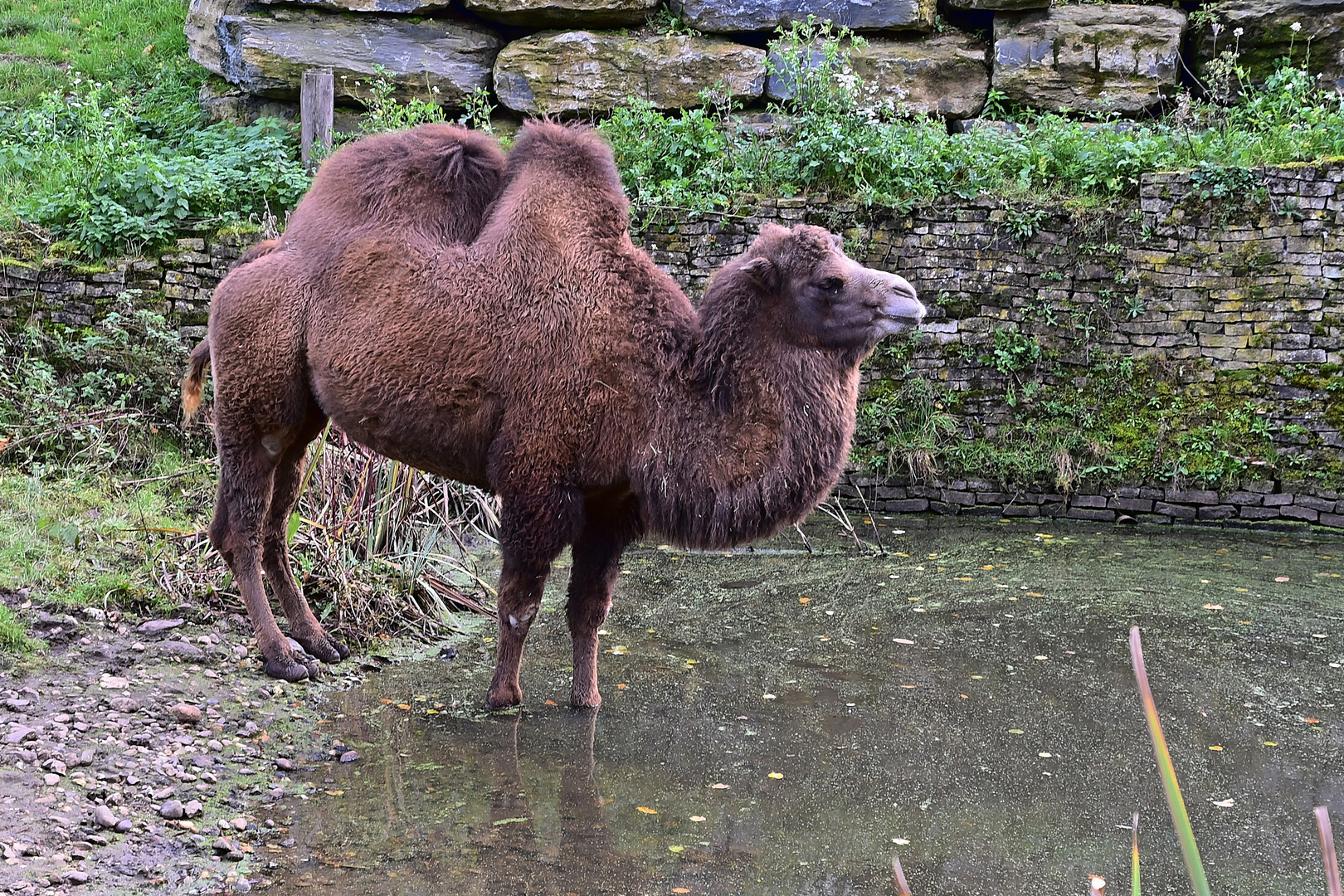 Trampeltier (Camelus ferus)