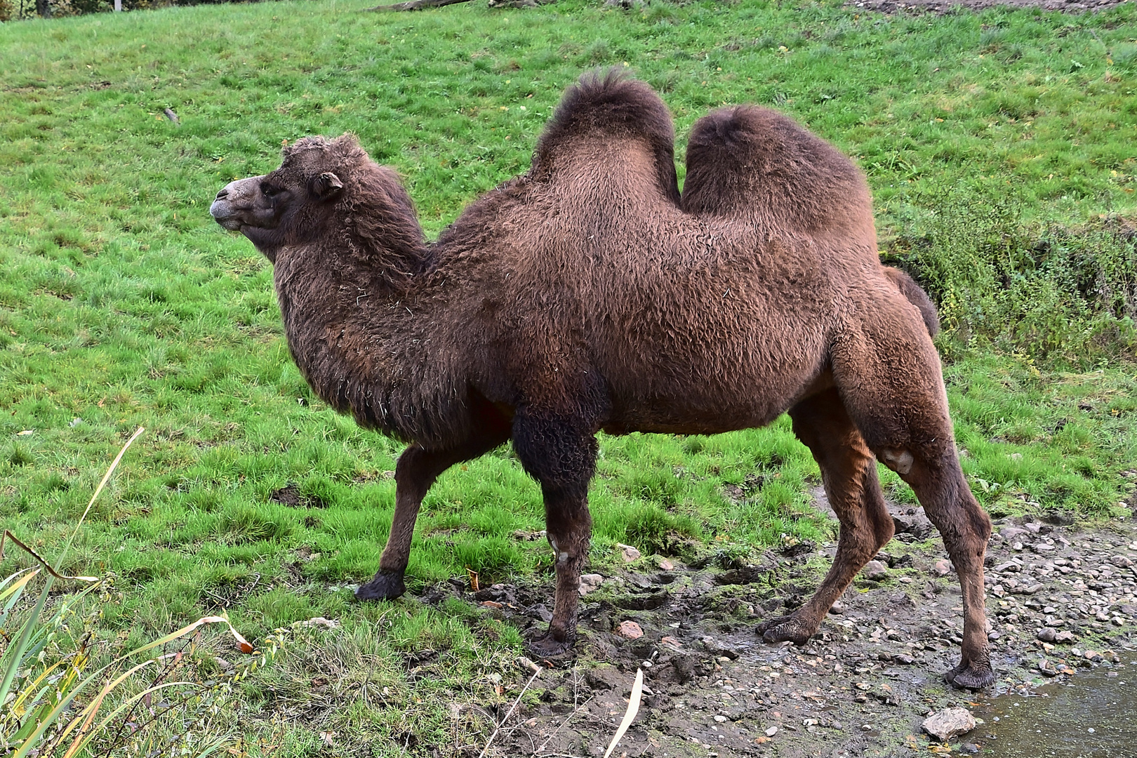 Trampeltier (Camelus ferus)
