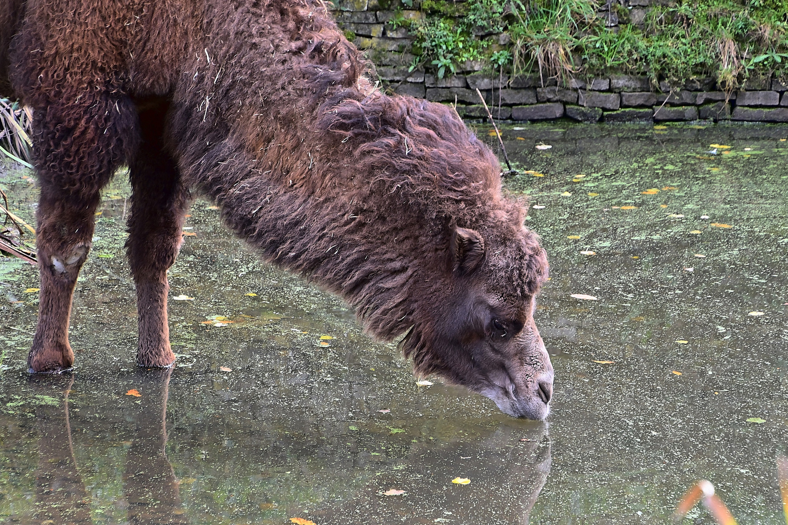 Trampeltier (Camelus ferus)