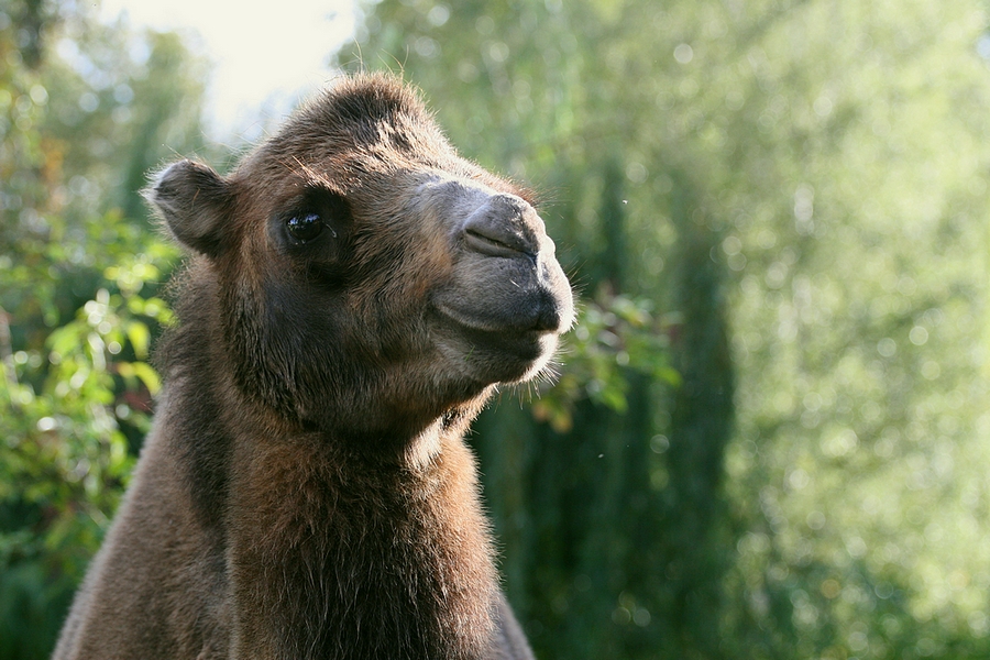 Trampeltier im Blick