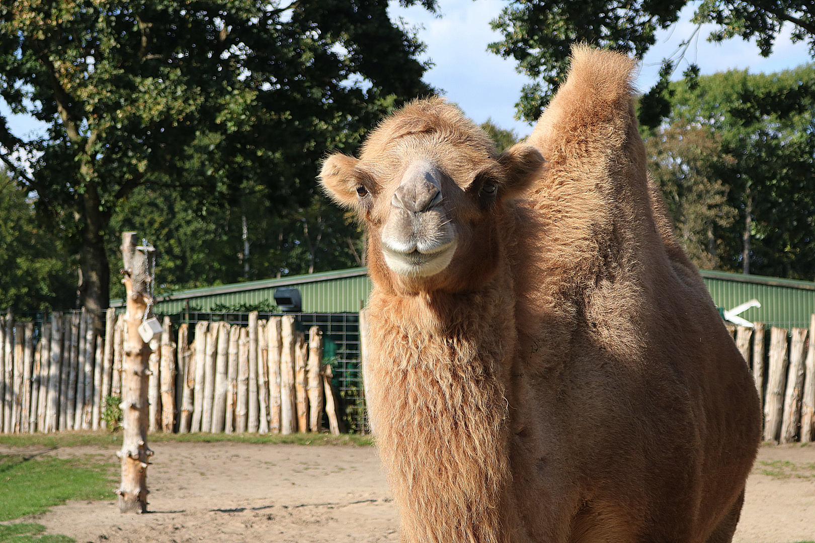 Trampeltier im Tierpark Gettorf