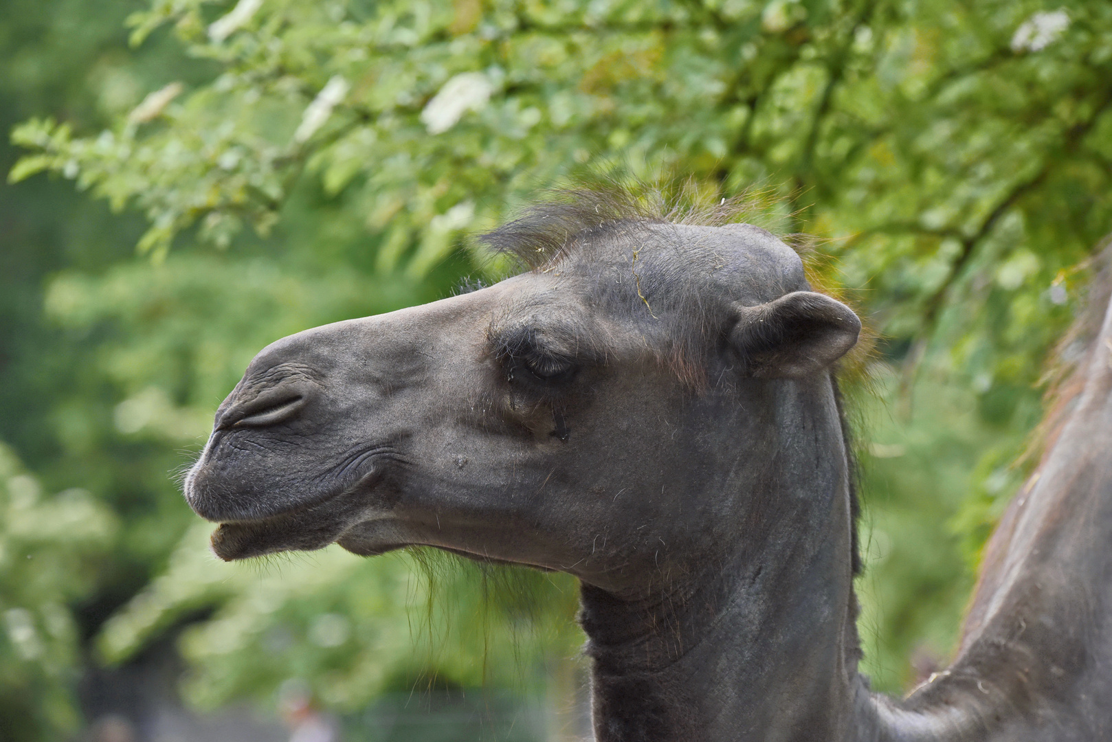 Trampeltier Zoo Krefeld