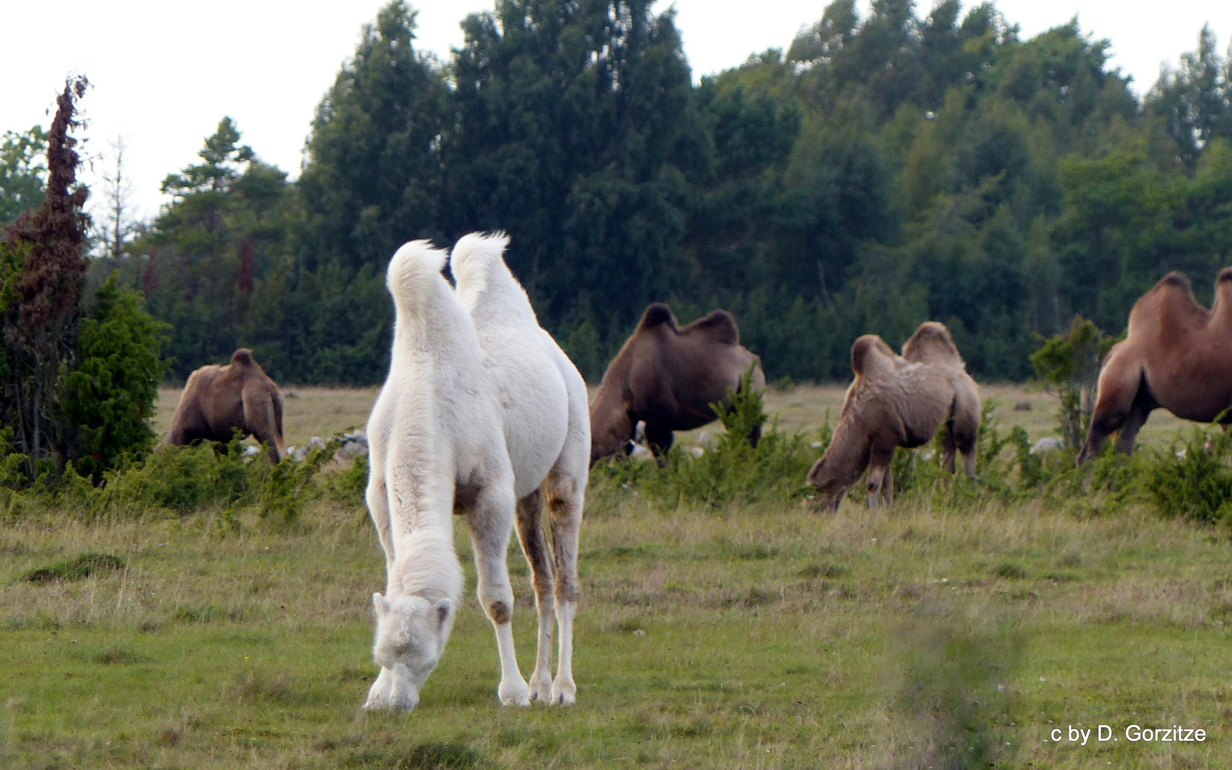 Trampeltiere auf Öland !