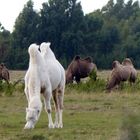 Trampeltiere auf Öland !