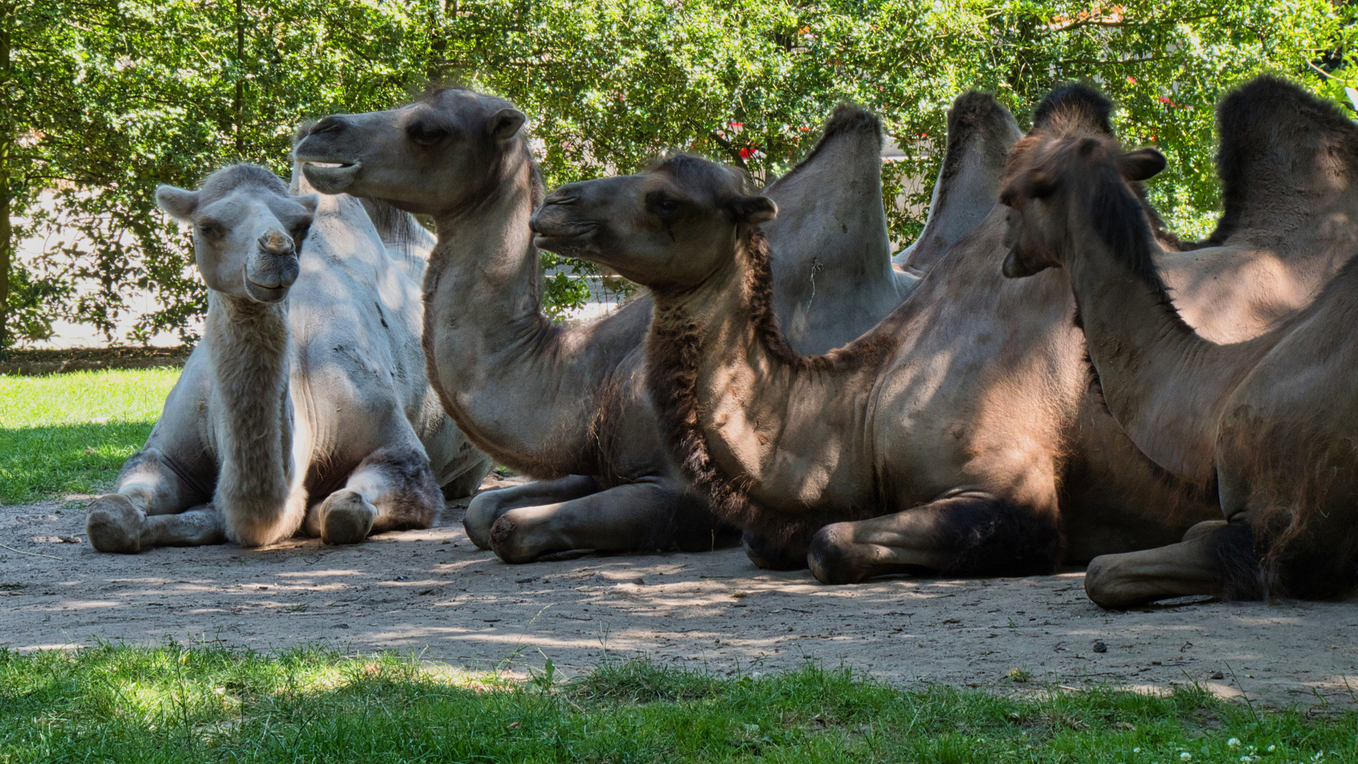 Trampeltiere im Duisburger Zoo