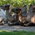 Trampeltiere im Duisburger Zoo