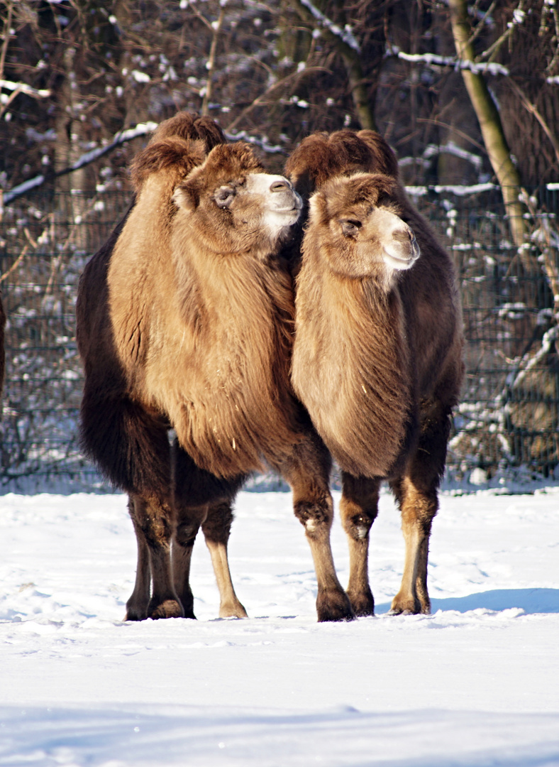 Trampeltiere im Schnee