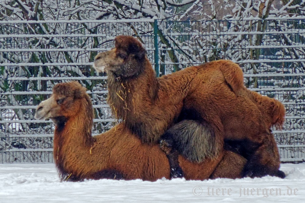 Trampeltiere-Winterhitze