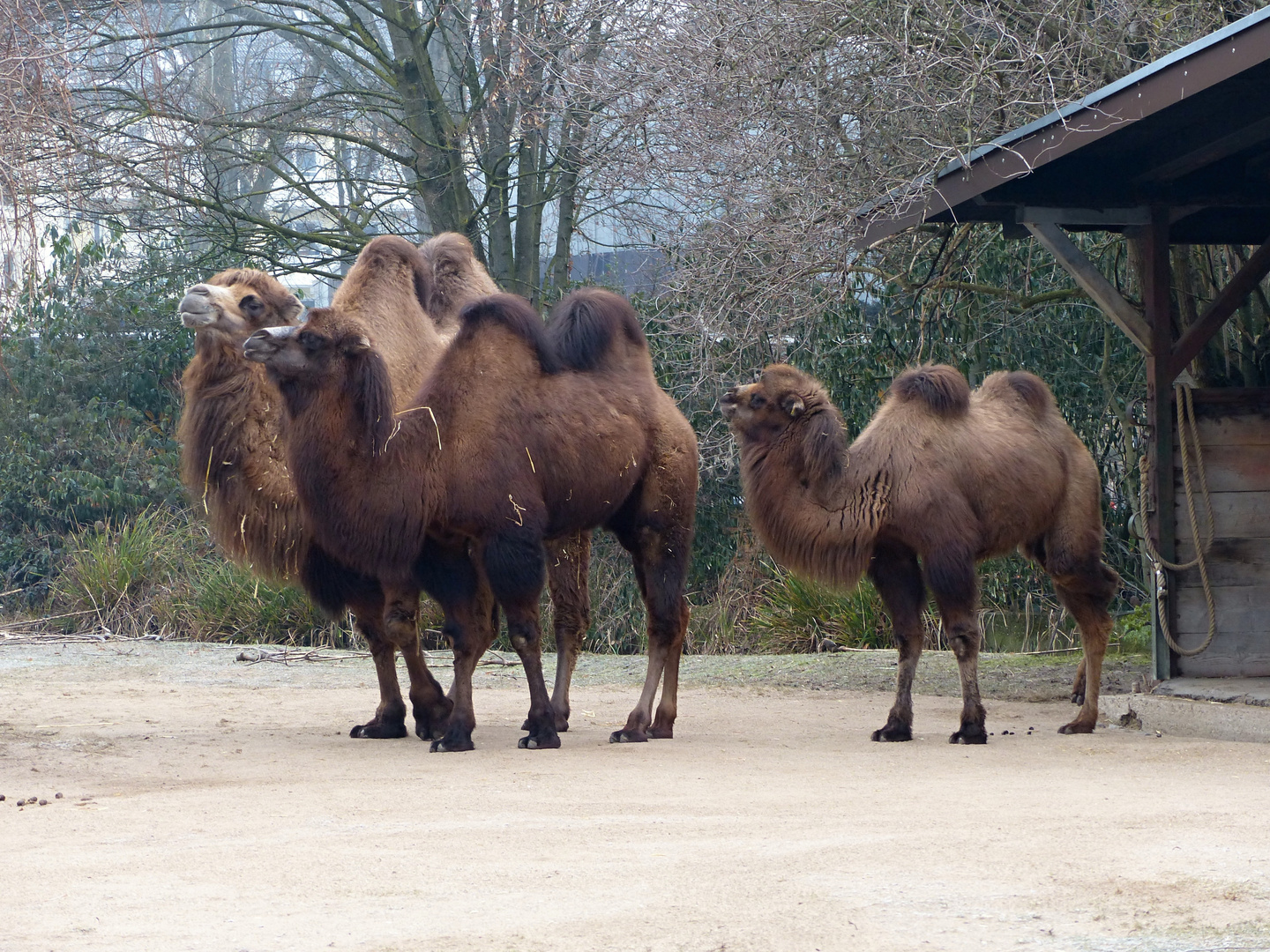 Trampeltierfamilie