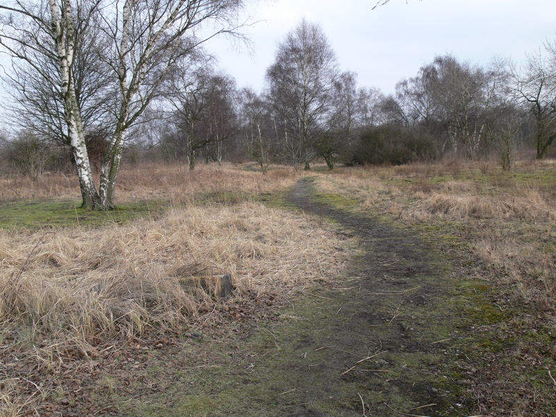 Trampfelpfad in der Birkenheide