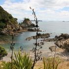 tramping track (Waiheke Island)