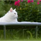 Trampolin liegen