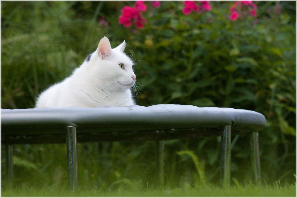 Trampolin liegen