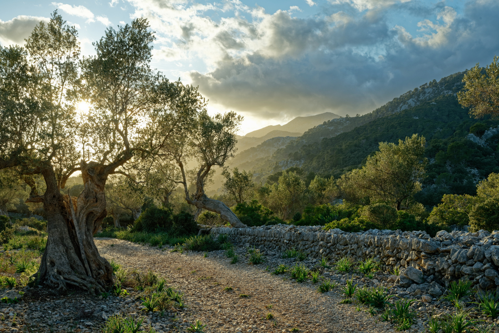 Tramuntana Gebirge, Mallorca in der Abendsonne 