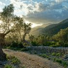 Tramuntana Gebirge, Mallorca in der Abendsonne 