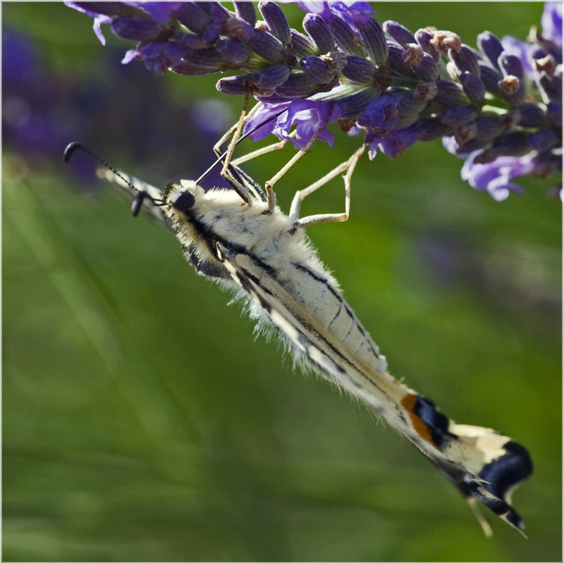 Tranche de Machaon sur lavande