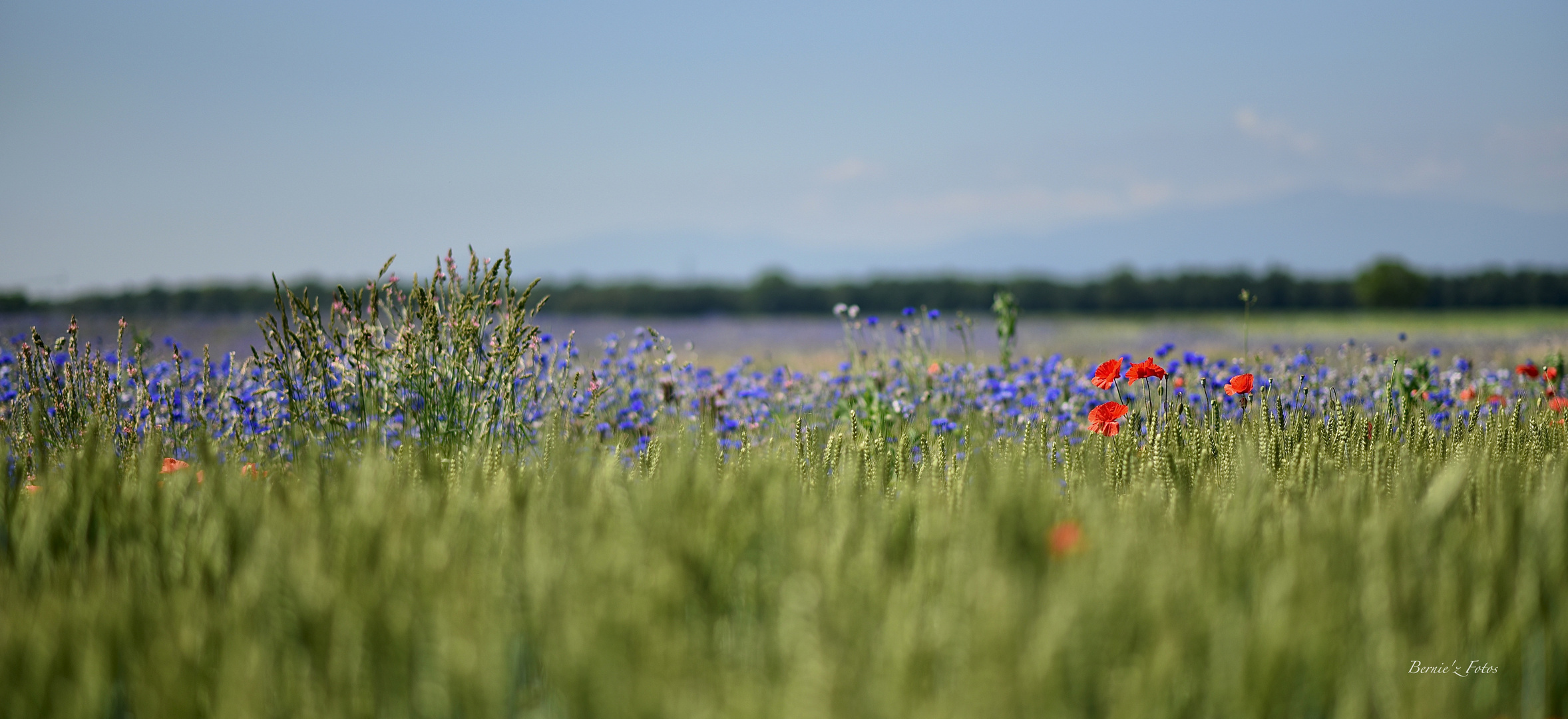 Tranches de campagne