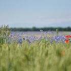 Tranches de campagne