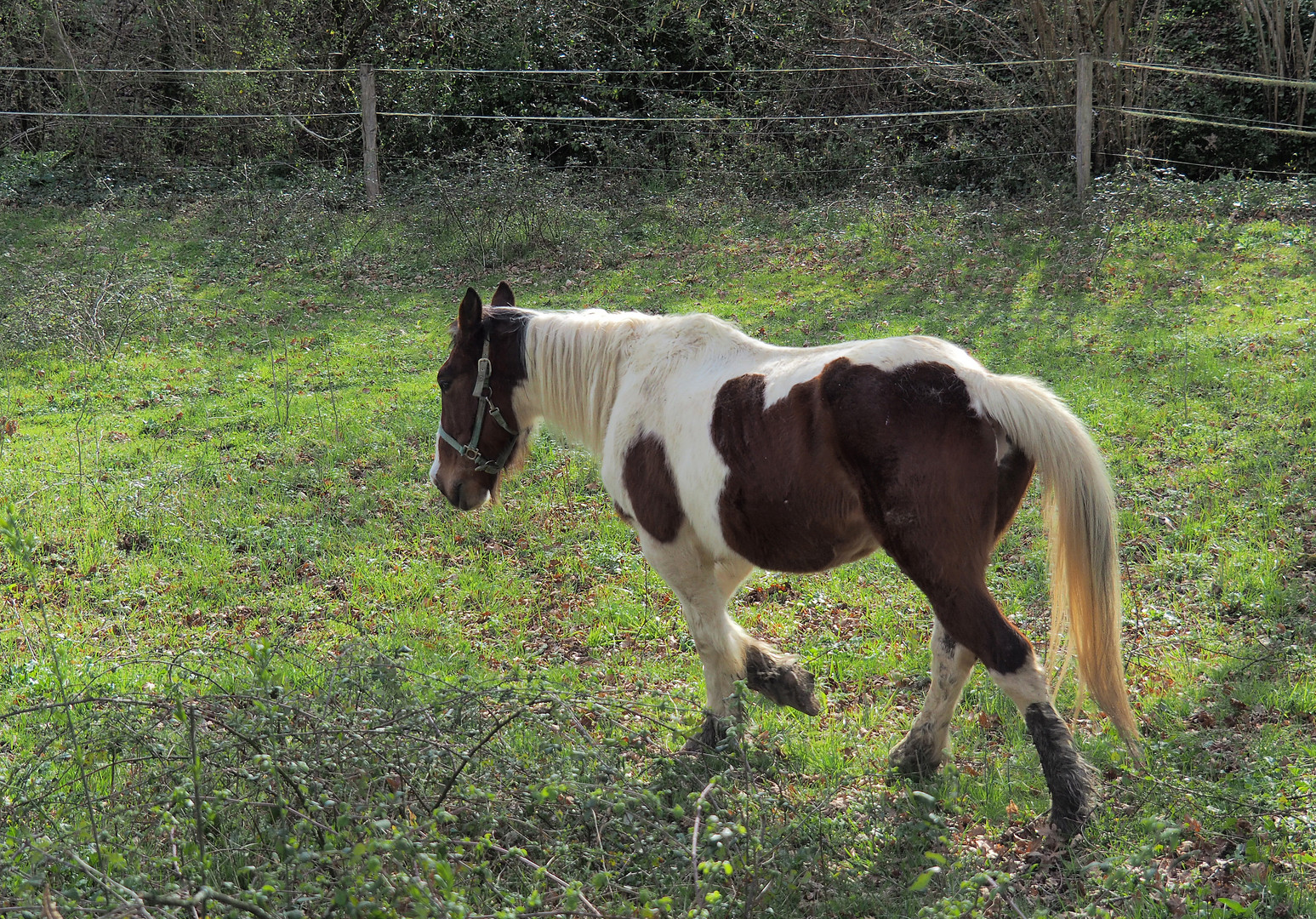 Tranquille dans son pré