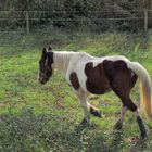 Tranquille dans son pré