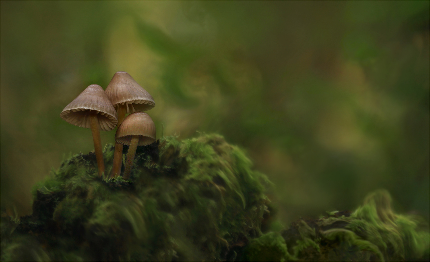 …tranquillitas... Foto & Bild pflanzen, pilze & flechten, pilze