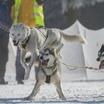 Trans-Thüringia 2015 - Aufregung am Start