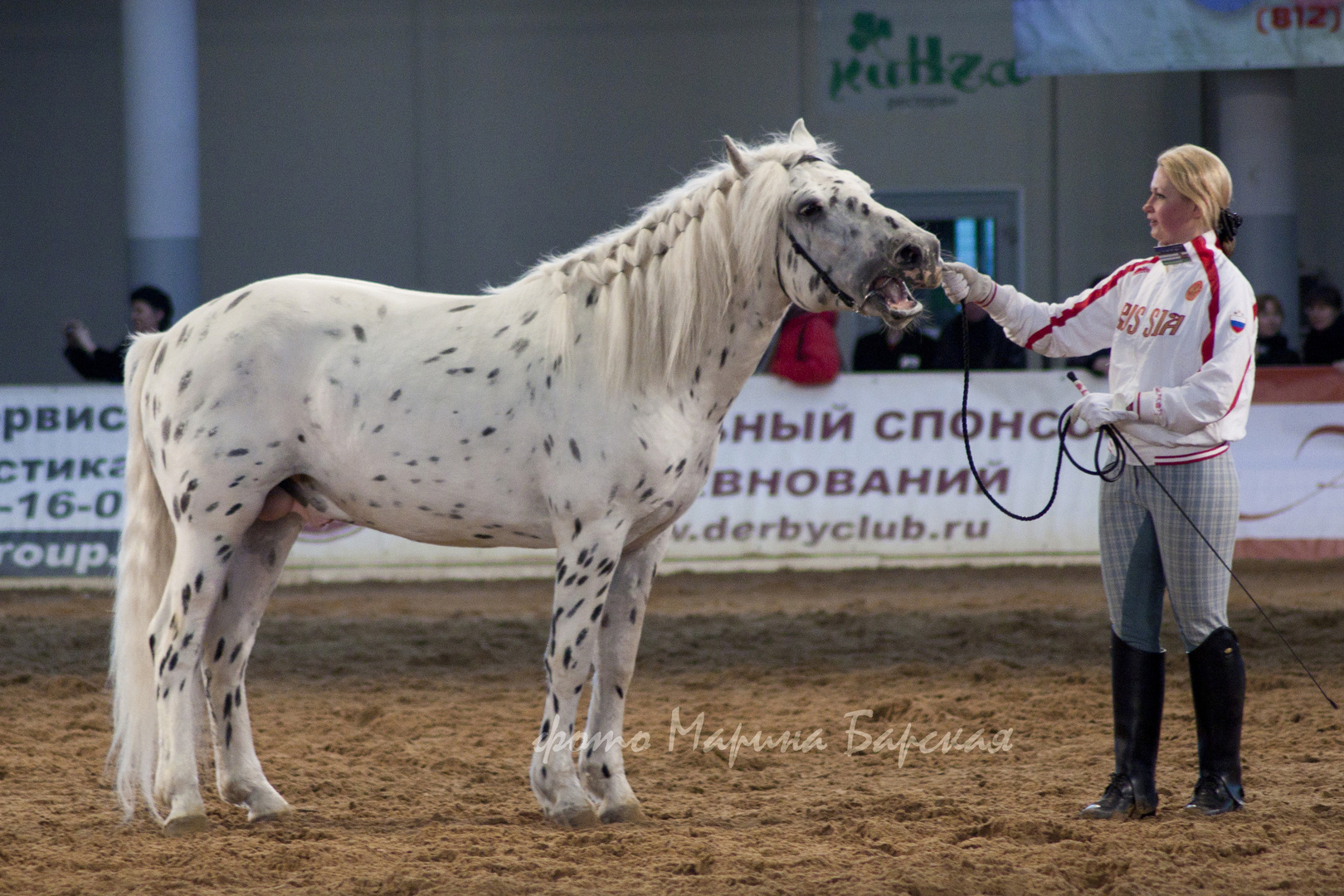 Transbaikalia stallion Chardash