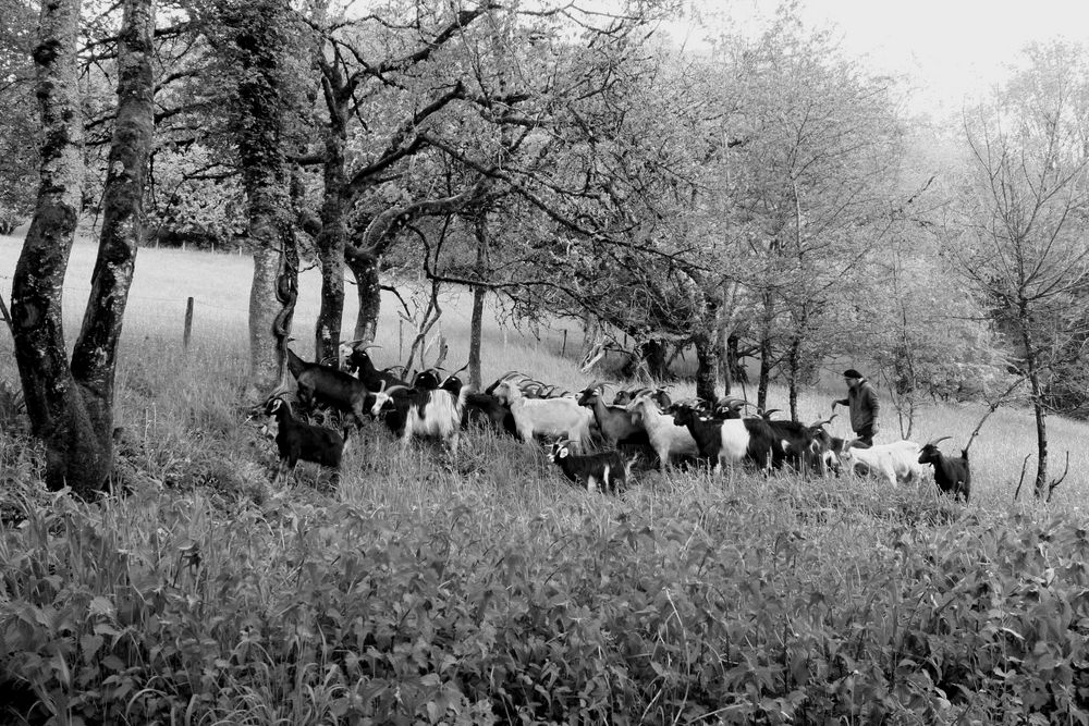 Transhumance