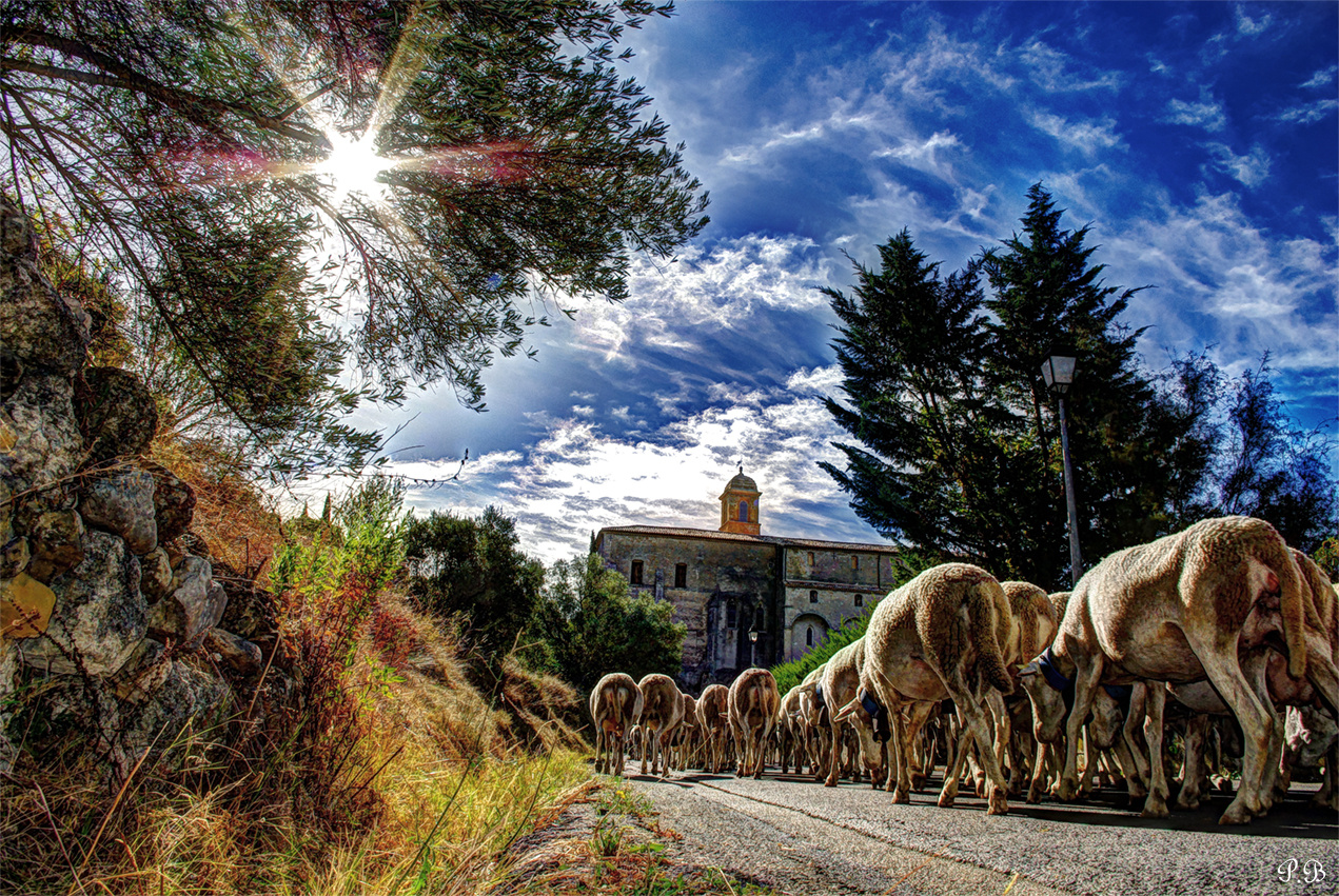 Transhumance