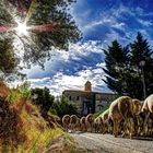 Transhumance