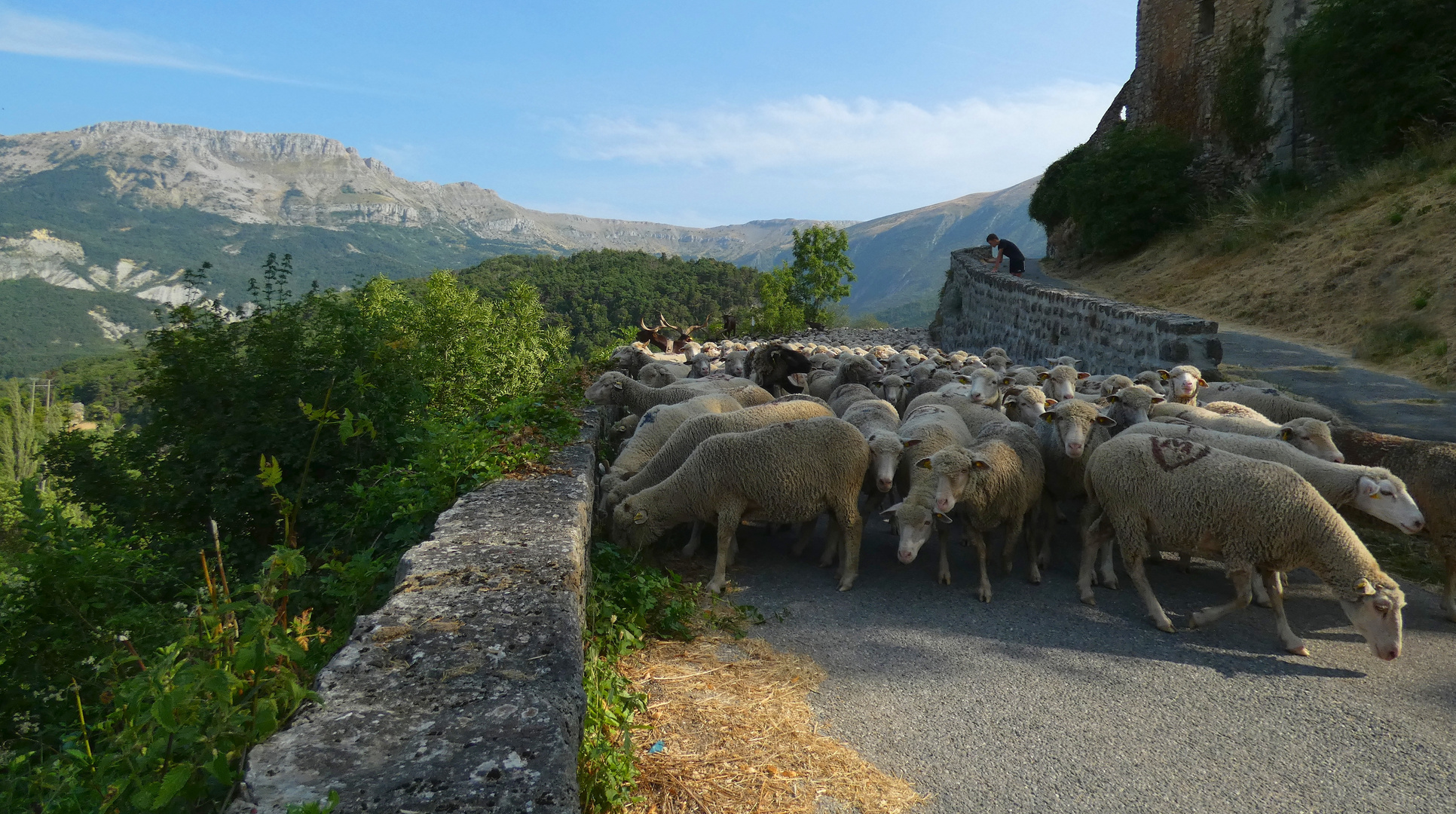 * transhumance *