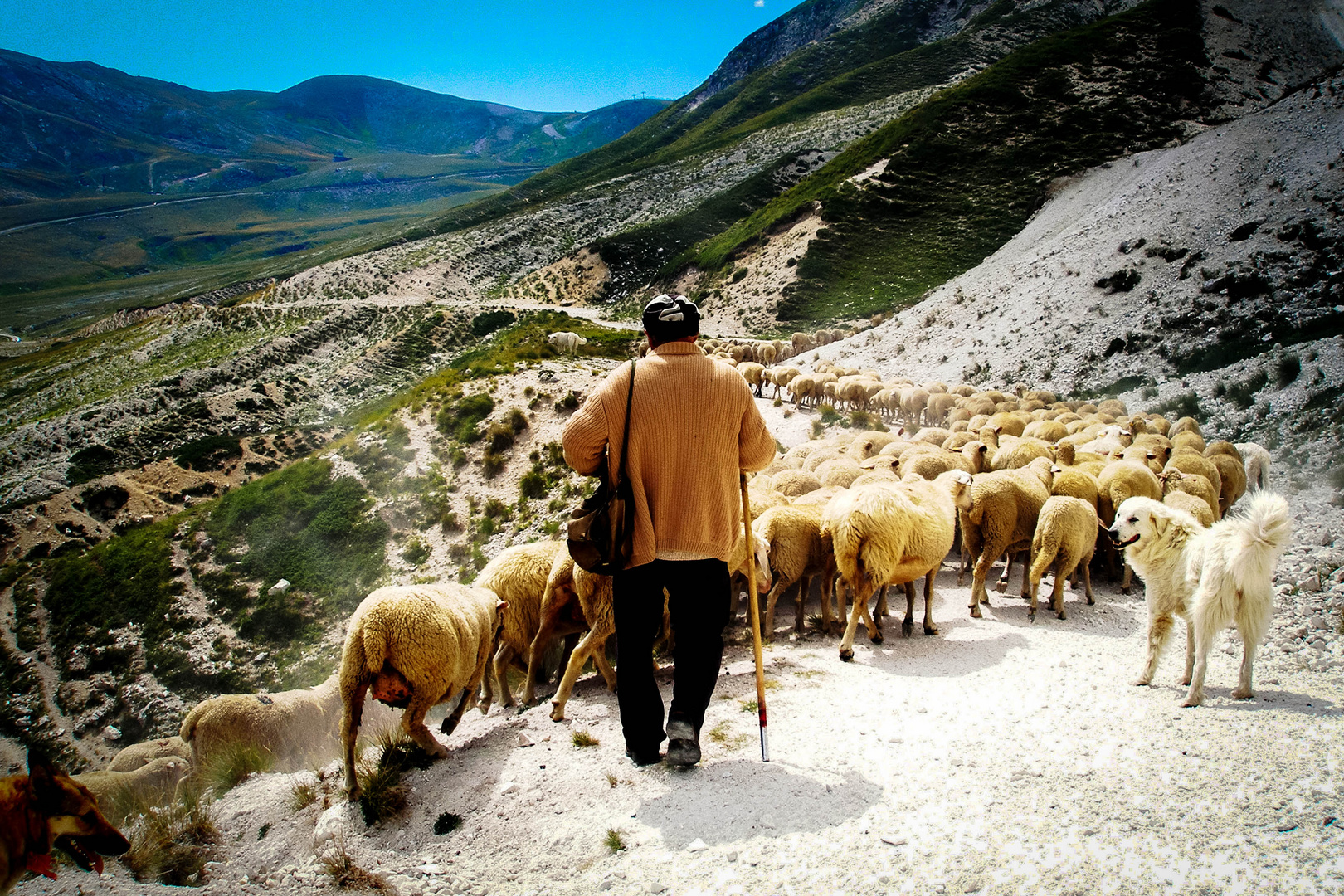 Transhumance