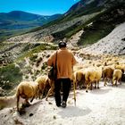 Transhumance