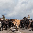 transhumance dans le Haut-Karabagh