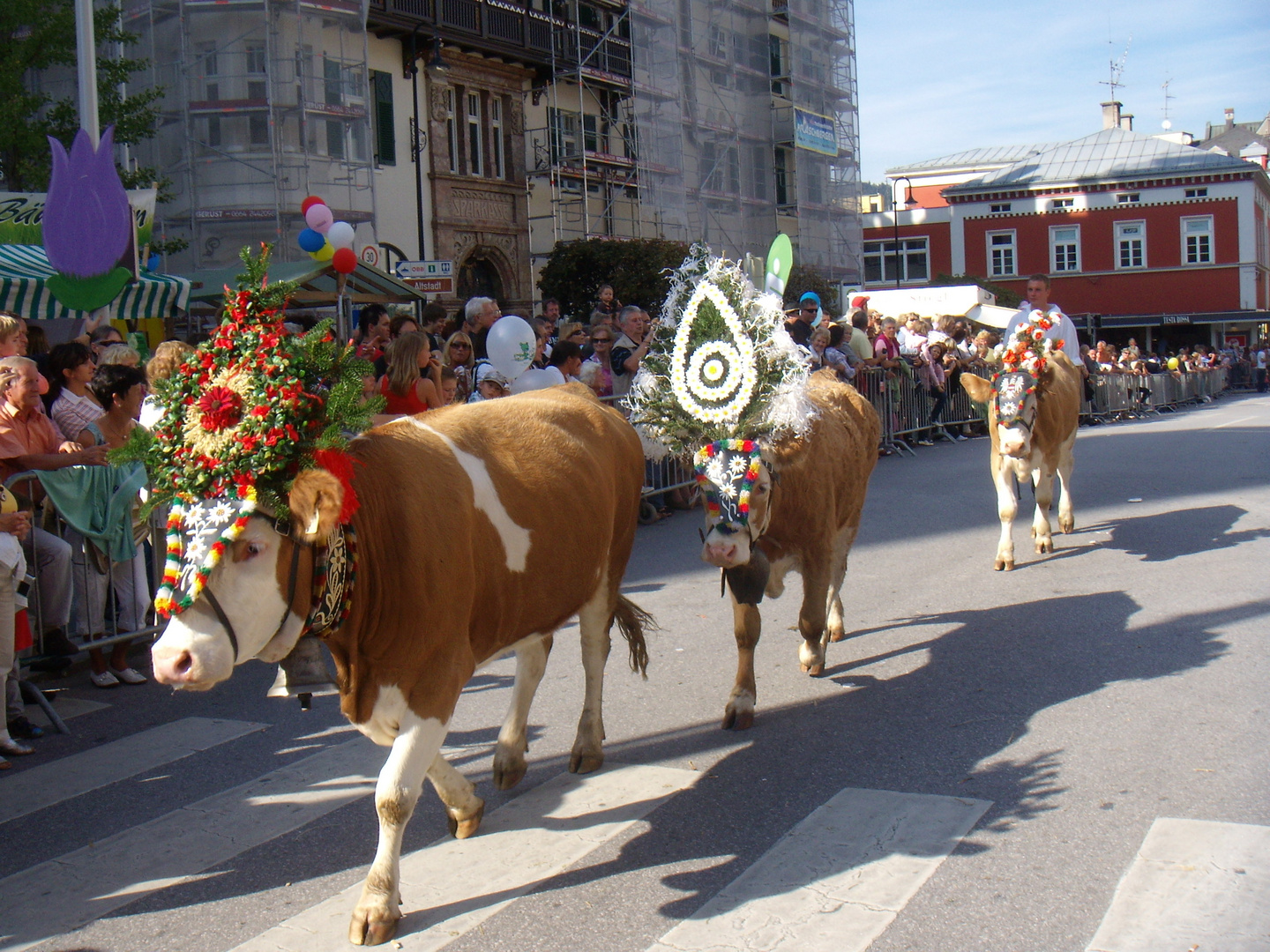 transhumance des vaches à Kufstein (Autriche)