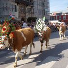 transhumance des vaches à Kufstein (Autriche)
