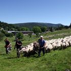 Transhumance en Cévennes, à l'Espérou ...