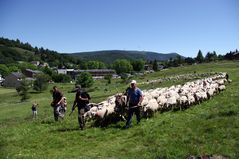 Transhumance en Cévennes, à l'Espérou ...