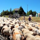 Transhumance en Cévennes aujourd'hui