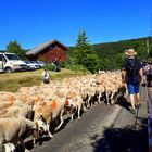 Transhumance en Cévennes aujourd'hui