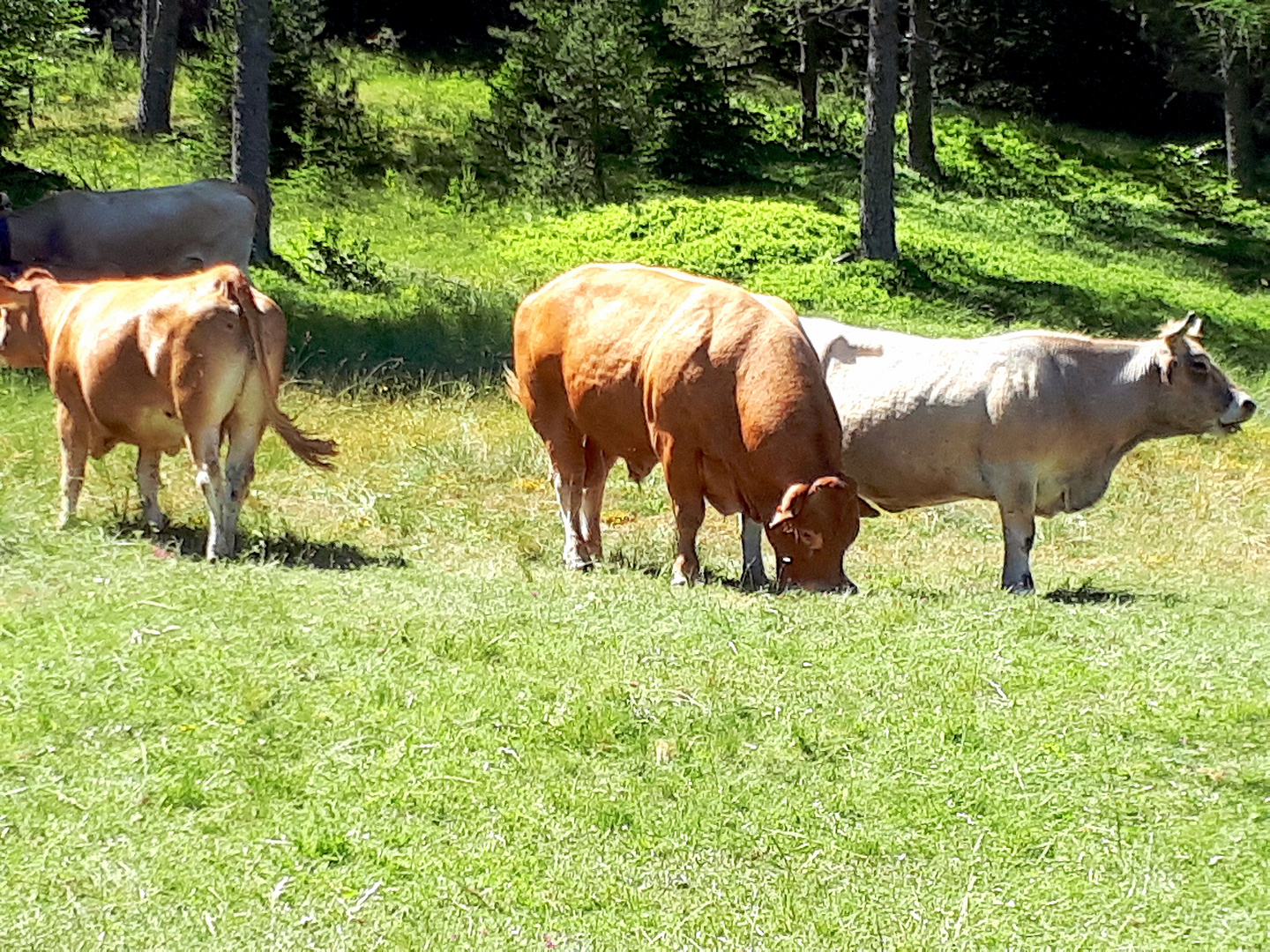 Transhumance en Cévennes aujourd'hui